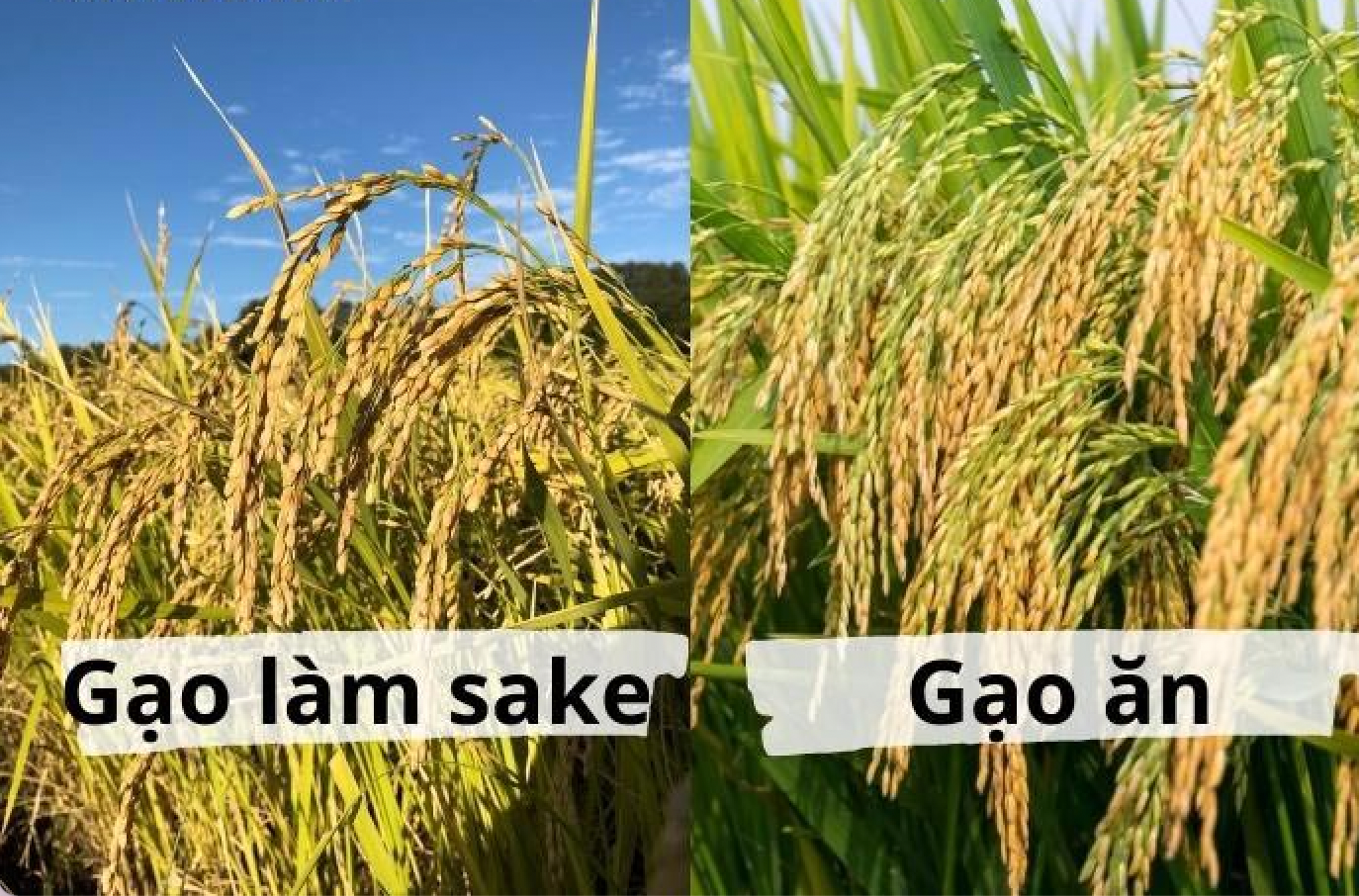 Tầm quan trọng và 1 số vai trò của gạo trong ngành sản xuất rượu sake